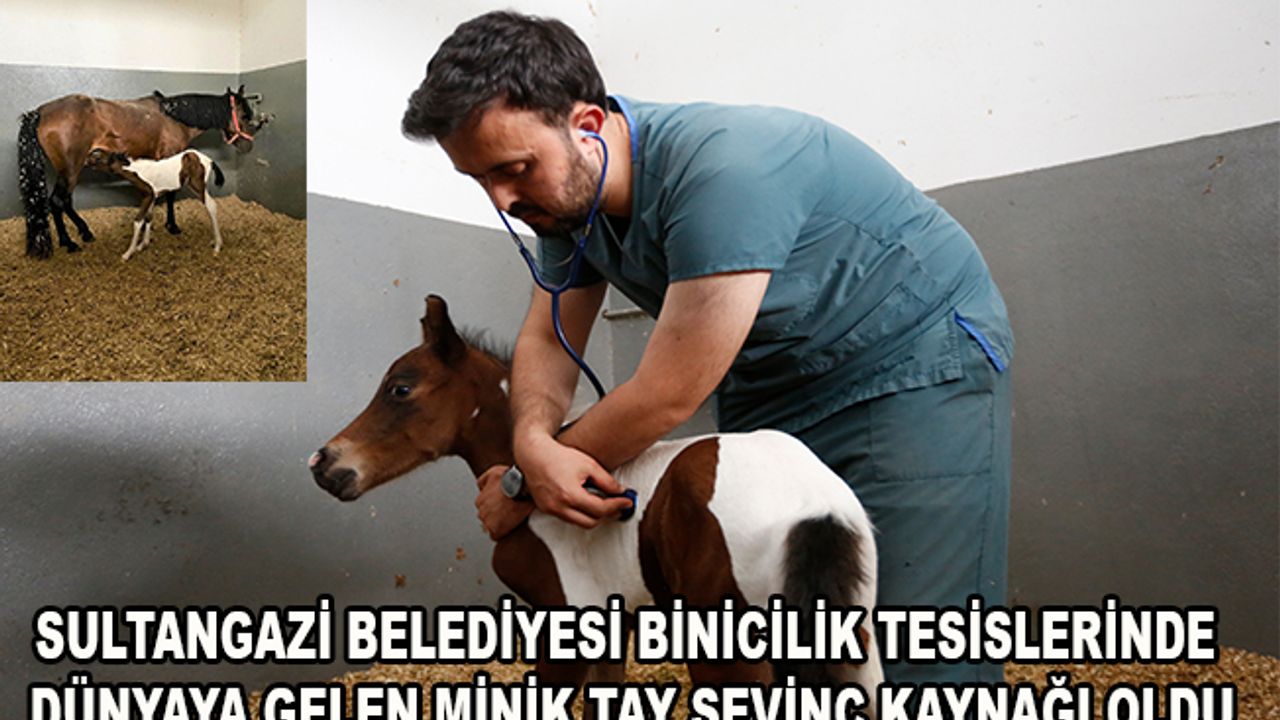 Sultangazi Belediyesi Binicilik Tesislerinde Dünyaya Gelen Minik Tay Sevinç Kaynağı Oldu
