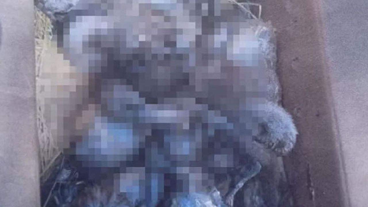 Tuz Gölü'nde yakalanıp Mersin'e koliyle gönderilen Flamingolar öldü