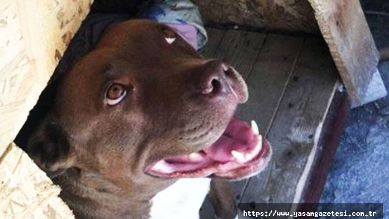 Türkiye, İzmir'de kulübesinde yakılarak öldürülen köpek Şila'yı konuşuyor