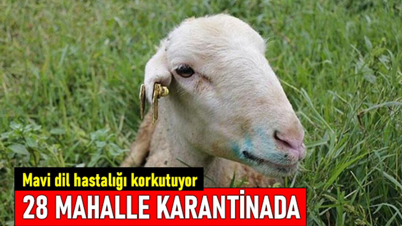 28 mahalle karantinada! Hayvanlarda görülen mavi dil hastalığı korkutuyor