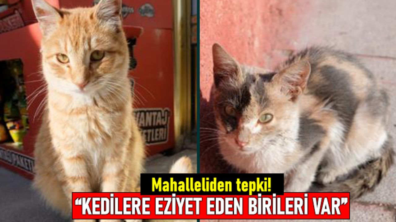 Mahalle sakinlerinden tepki! Kedilerin kuyrukları ve bacakları kesiliyor