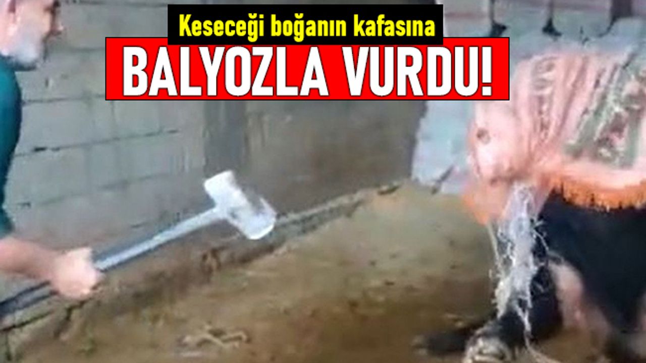 Mardin'de boğanın kafasına balyozla vuran kişi gözaltına alındı