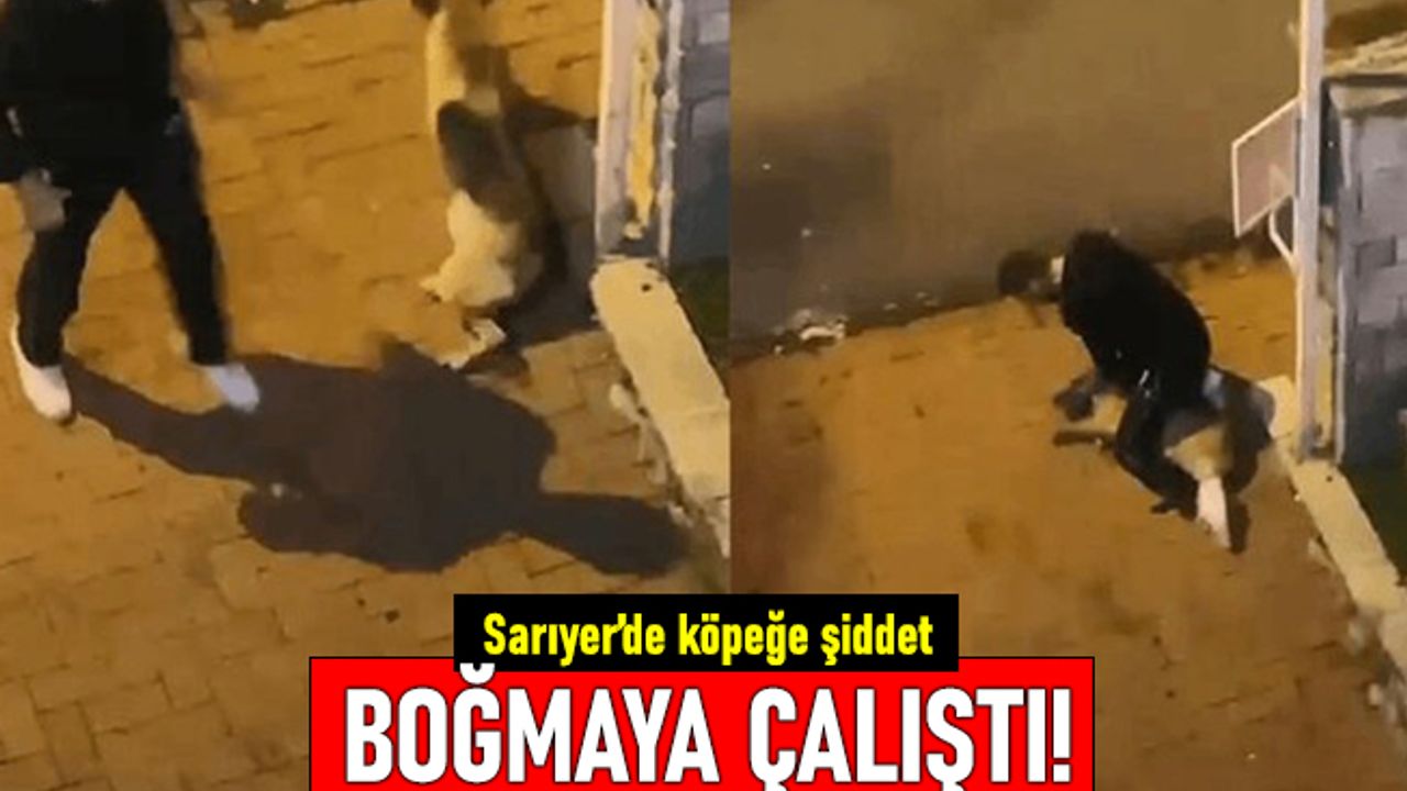Sarıyer'de köpeğe işkence: Üstüne oturdu boğmaya çalıştı