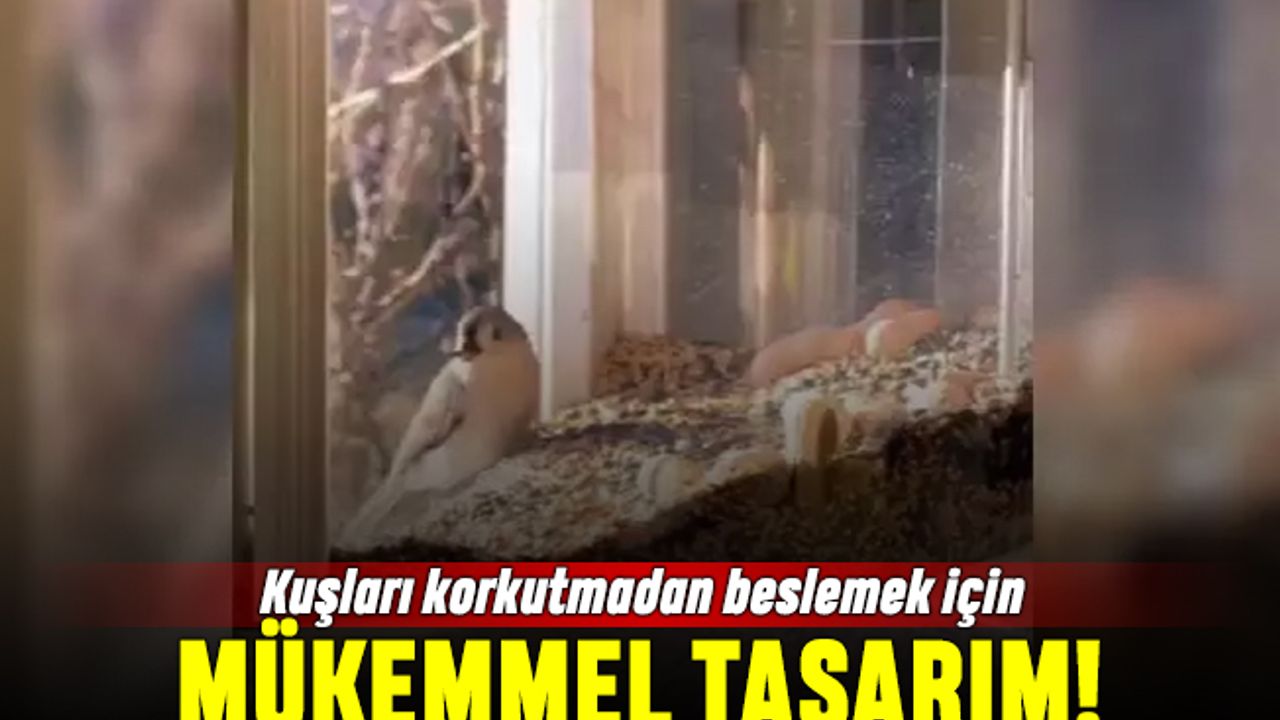 Kuşları beslemek için yapılan mükemmel tasarım
