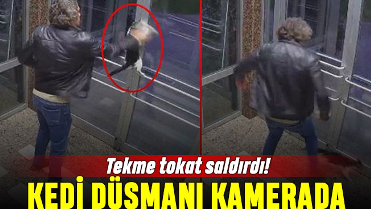 Tekme tokat saldırdı; Küçükçekmece'de kedi düşmanı kamerada