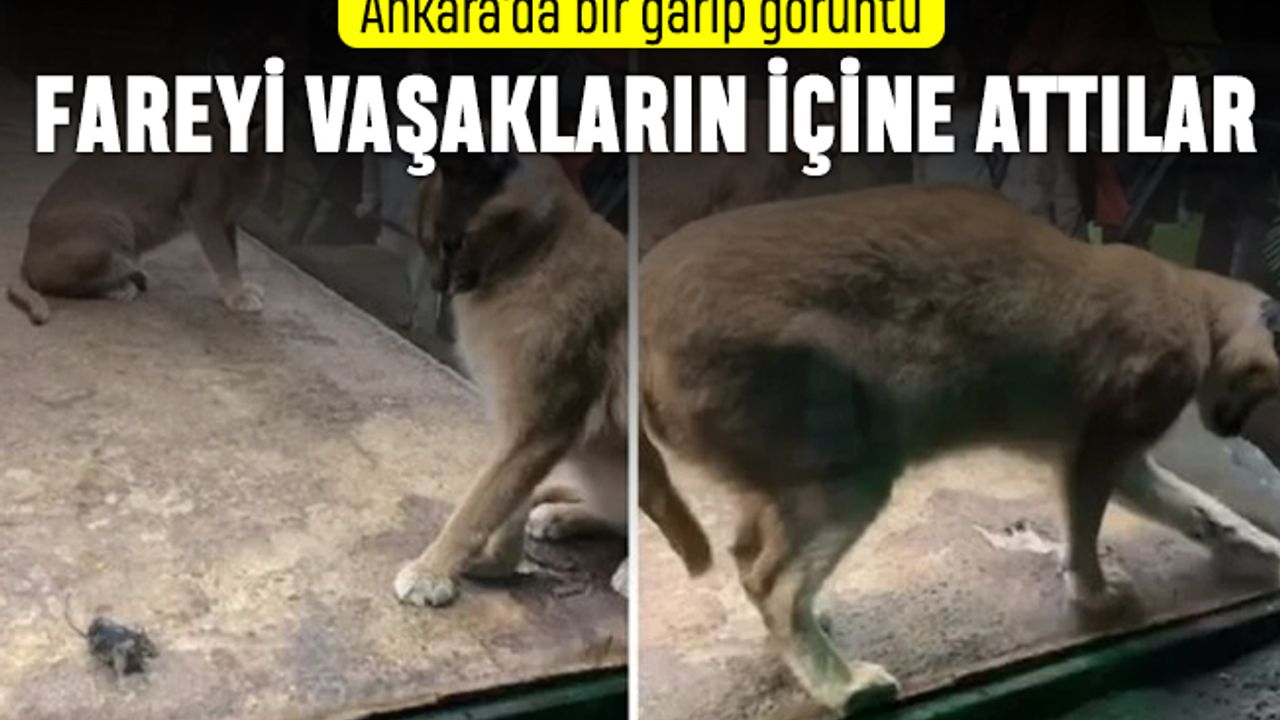 Ankara'da AVM'deki vaşaklar tepki çekti