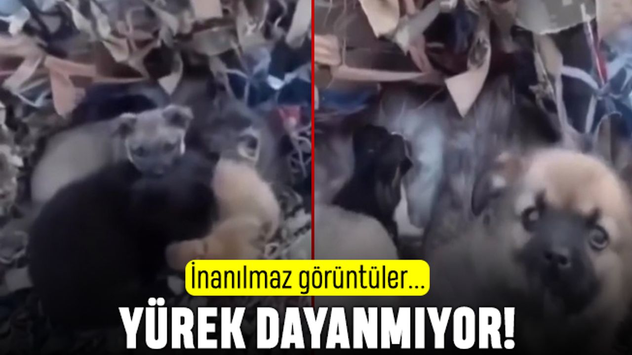 Depremde kapanıp yavru kedileri kurtaran yavru köpekler