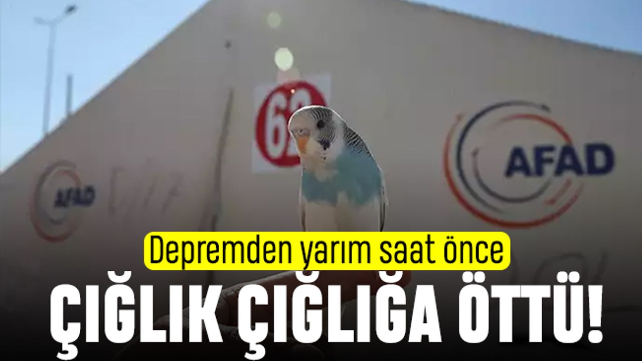 Depremden yarım saat önce öten muhabbet kuşu hayat kurtardı
