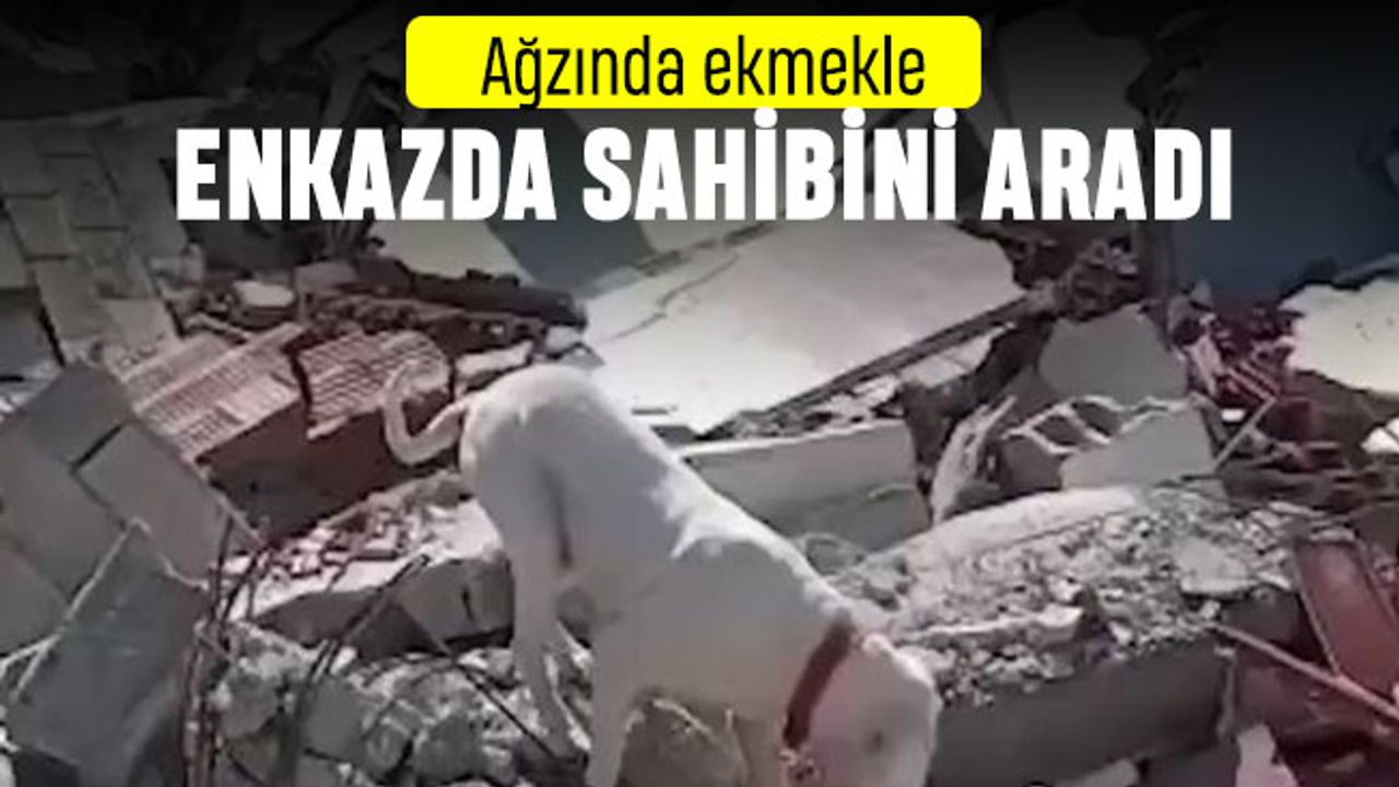 Enkazda ekmekle sahibini arayan köpek videosu gündemde