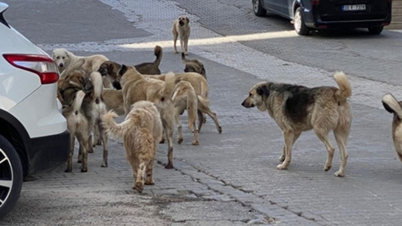 AK Partili belediyeler köpekleri toplayıp Kadıköy'e salıyor iddiası