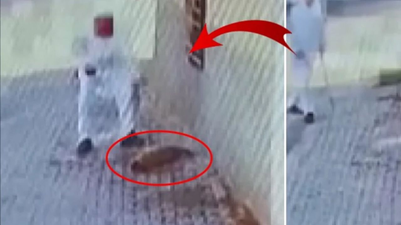 Mardin'de yavru köpeğe vahşet; Demir çubukla kafasına vurarak öldürdü