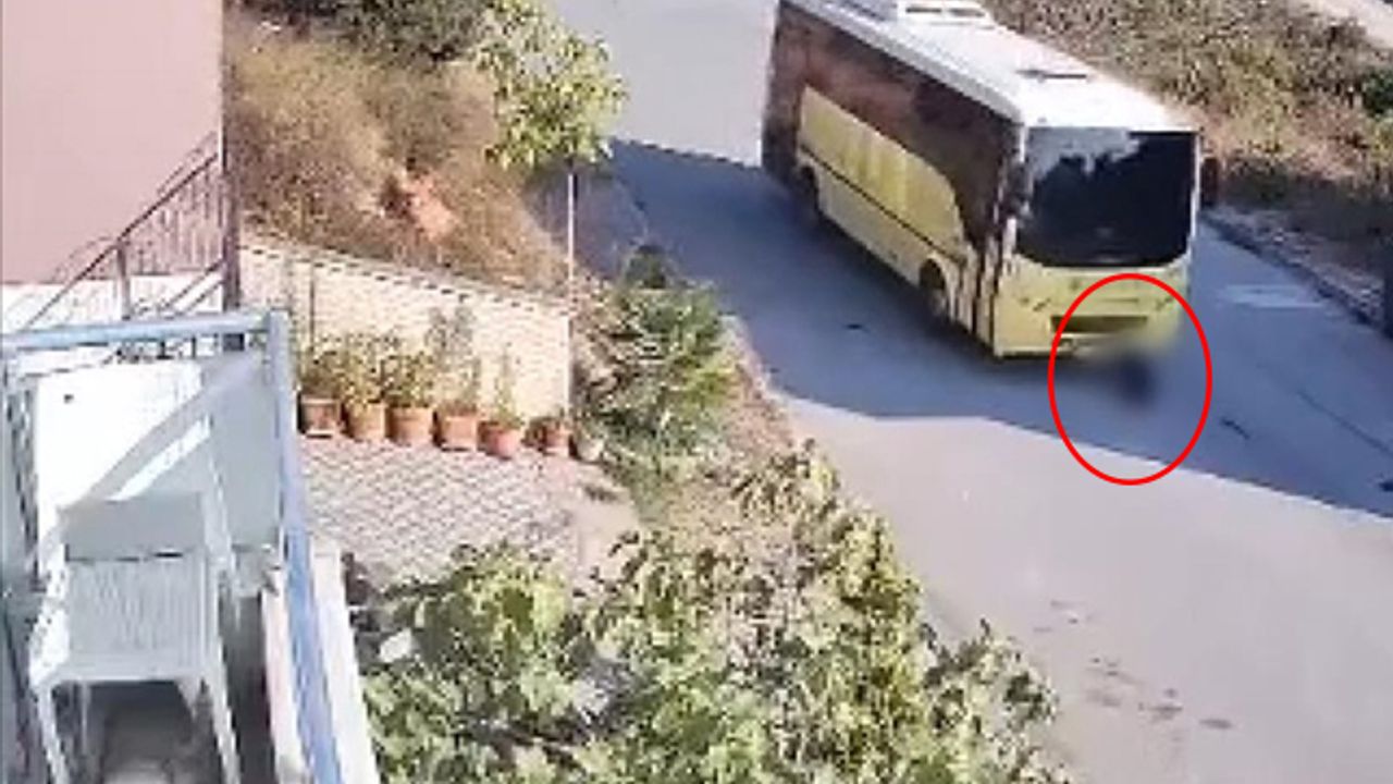 Vahşet; Tuzla'da özel halk otobüsü yolda yatan köpeği ezip kaçtı