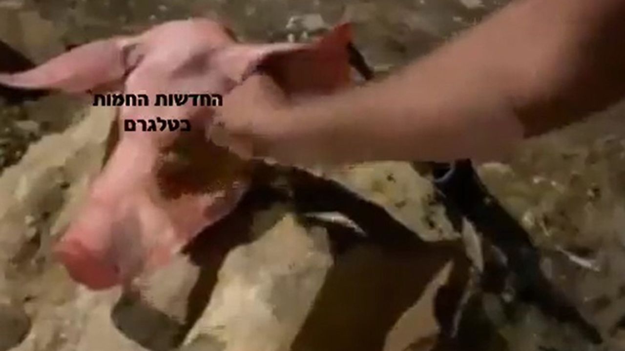 İsraillilerden korkunç hareket; mermileri domuz kafasına sürüyorlar