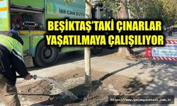 BEŞİKTAŞ’TAKİ ÇINARLAR YAŞATILMAYA ÇALIŞILIYOR