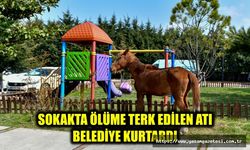 SOKAKTA ÖLÜME TERK EDİLEN ATI BELEDİYE KURTARDI