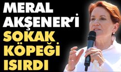 Meral Akşener’i sokak köpeği ısırdı