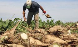 Son dakika: Bakan Kirişçi, şeker pancarının alım fiyatını açıkladı