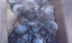 Tuz Gölü'nde yakalanıp Mersin'e koliyle gönderilen Flamingolar öldü