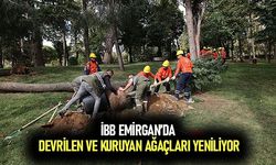 İBB Emirgan’da devrilen ve kuruyan ağaçları yeniliyor