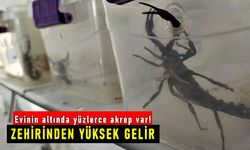 Mardin'de evinin altında akrep yetiştiren Sezgin Oral, yüksek gelir elde ediyor
