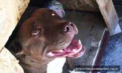 Türkiye, İzmir'de kulübesinde yakılarak öldürülen köpek Şila'yı konuşuyor