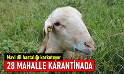 28 mahalle karantinada! Hayvanlarda görülen mavi dil hastalığı korkutuyor