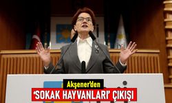 Akşener'den sokak hayvanları çıkışı: Tüm canlıların onurlu yaşam hakkı var
