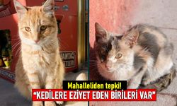 Mahalle sakinlerinden tepki! Kedilerin kuyrukları ve bacakları kesiliyor