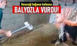 Mardin'de boğanın kafasına balyozla vuran kişi gözaltına alındı