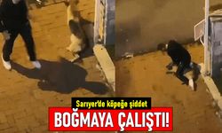 Sarıyer'de köpeğe işkence: Üstüne oturdu boğmaya çalıştı