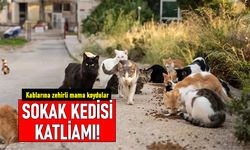 Nişantaşı'nda zehirli mamayla sokak kedilerini katlettiler