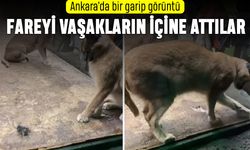 Ankara'da AVM'deki vaşaklar tepki çekti