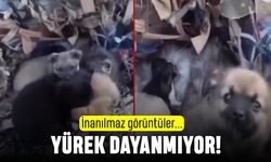 Depremde kapanıp yavru kedileri kurtaran yavru köpekler