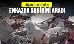 Enkazda ekmekle sahibini arayan köpek videosu gündemde