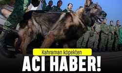 Meksika'dan gelen arama kurtarma köpeği Proteo öldü