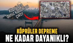 Köprüden deniz kabuğu çıktı; Köprüler depreme dayanıklı mı?