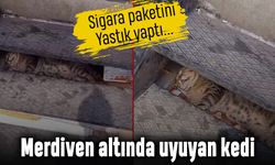 Sigara paketini yastık yapıp uyuyan kedi sosyal medyada