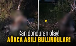 Ankara'da kan donduran olay: Köpekler ağaca asılı bulundu