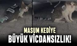 Vicdansızlar Üsküdar'da kediye ağda kağıdı yapıştırdı