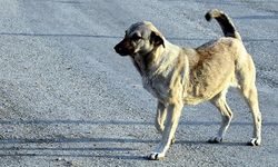 İstanbul Valiliği'nden sokak köpeği kararı