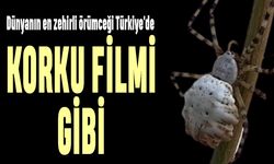 Korku filmi gibi; Dünyanın en zehirli örümceği Türkiye'de