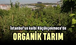 İstanbul’un kalbinde organik tarım