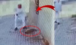 Mardin'de yavru köpeğe vahşet; Demir çubukla kafasına vurarak öldürdü
