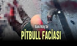 Bakırköy'de pitbull faciası; yaşlı adama saldırdı