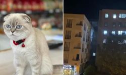 Esenyurt'ta Scottish kedi için silahlı çatışma çıktı; Bir kurye yaralandı