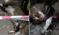 Dumandan etkilenen kediye oksijen maskeli müdahale; Masum yüzü kalpleri sızlattı