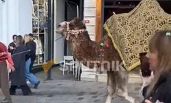 İstiklal Caddesi'nde gezen develer sosyal medyanın gündeminde