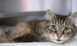 Kediler için tehlike; Ölümcül kedi virüsü FIP yayılıyor