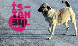 İstanbul Büyükşehir Belediyesi'nden sokak köpekleri anketi; Mobil uygulamayla katılın