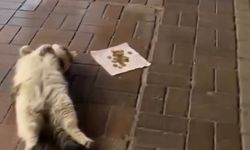 Alanya'da ölü taklidi yapıp mama parası toplayan kedi